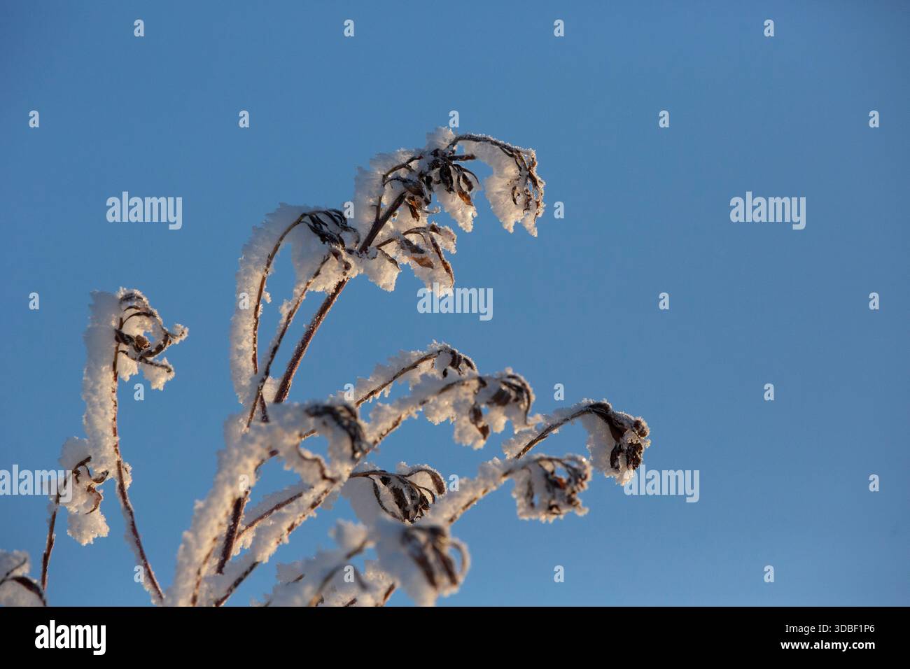 Piante selvatiche ricoperte di gelo fotografate contro un cielo azzurro limpido durante l'inverno in Giappone. Foto Stock