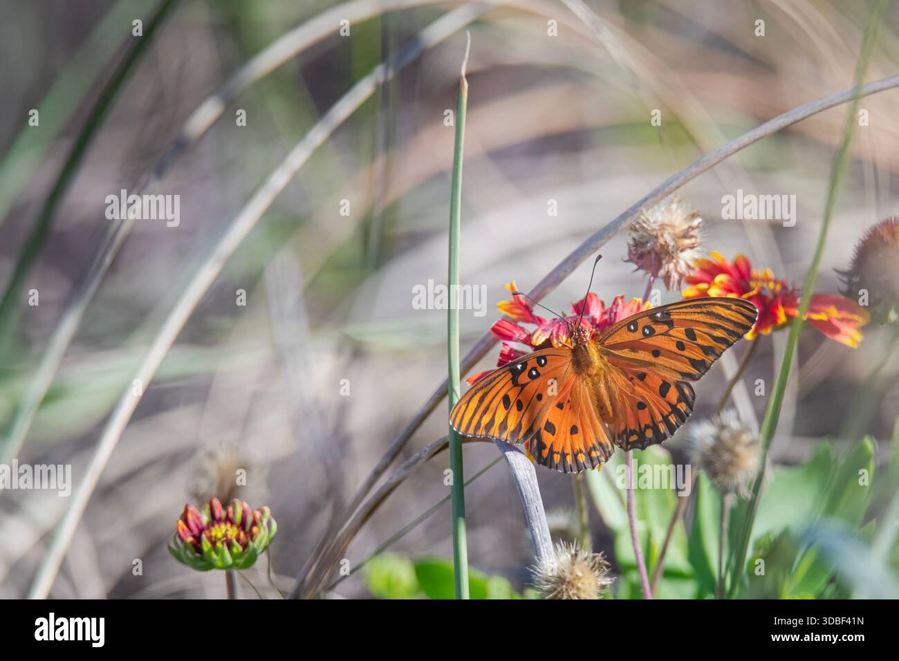 Farfalla della Gulf Fritillery su una coperta indiana Fiore della costa atlantica Foto Stock