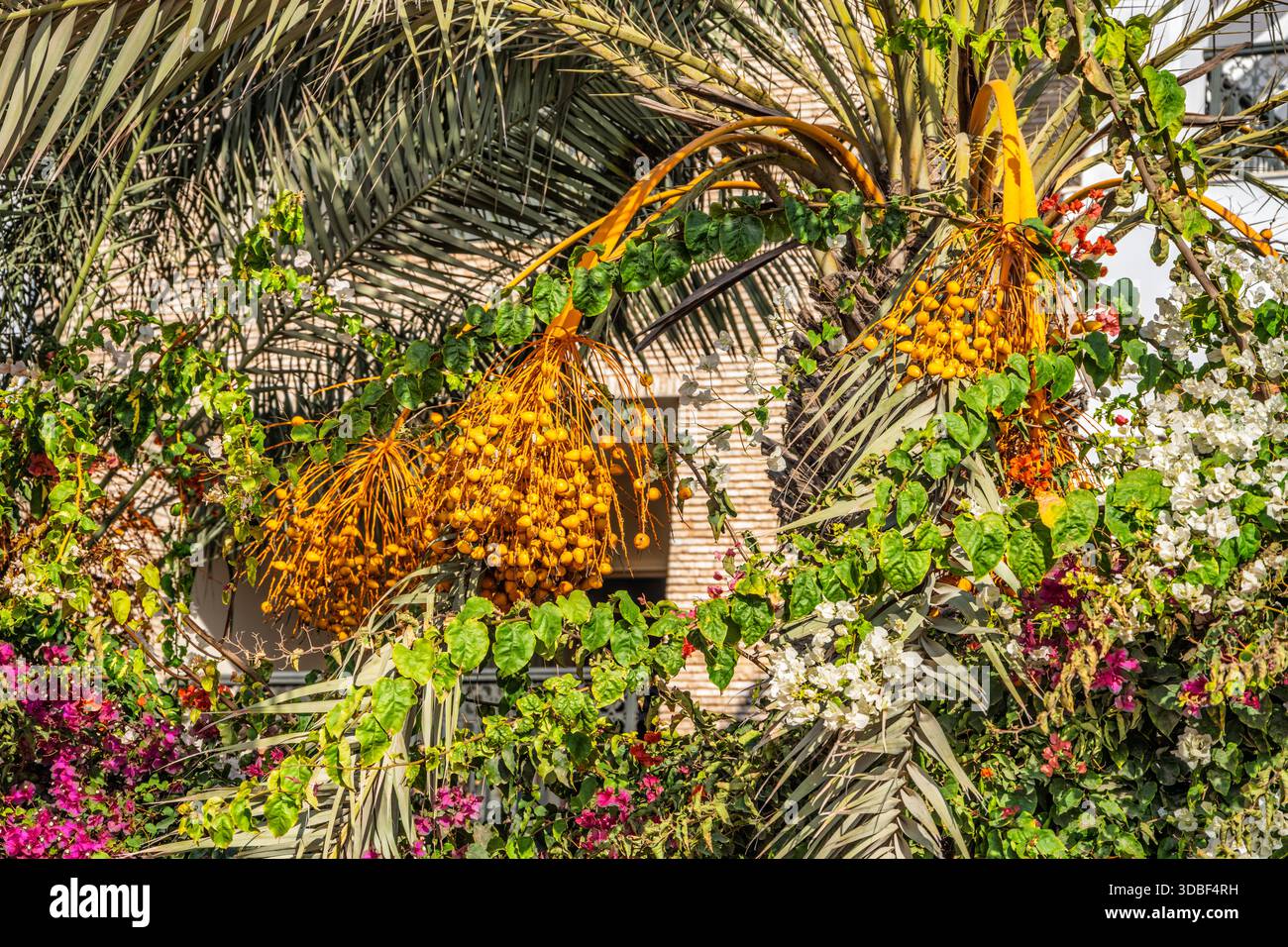 Un lussureggiante giardino tropicale pieno di ammassi di semi d'arancio, fiori bianchi e foglie di palme. Il verde luminoso e soleggiato trasmette calore ed esotico beau Foto Stock
