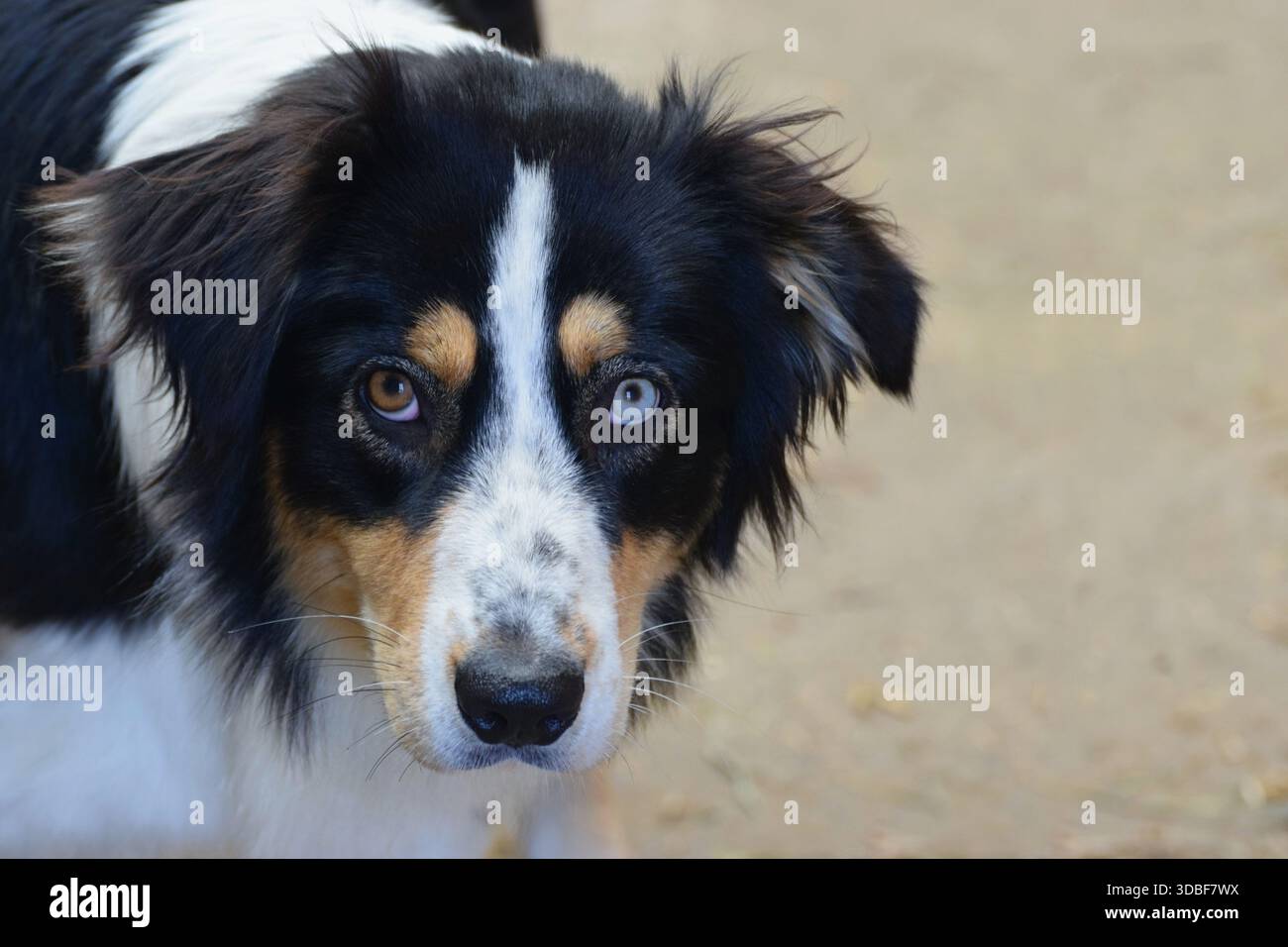 Heterochromia iridum - differenza nella colorazione dell'iride al cane, un blu occhio, un marrone occhio Foto Stock