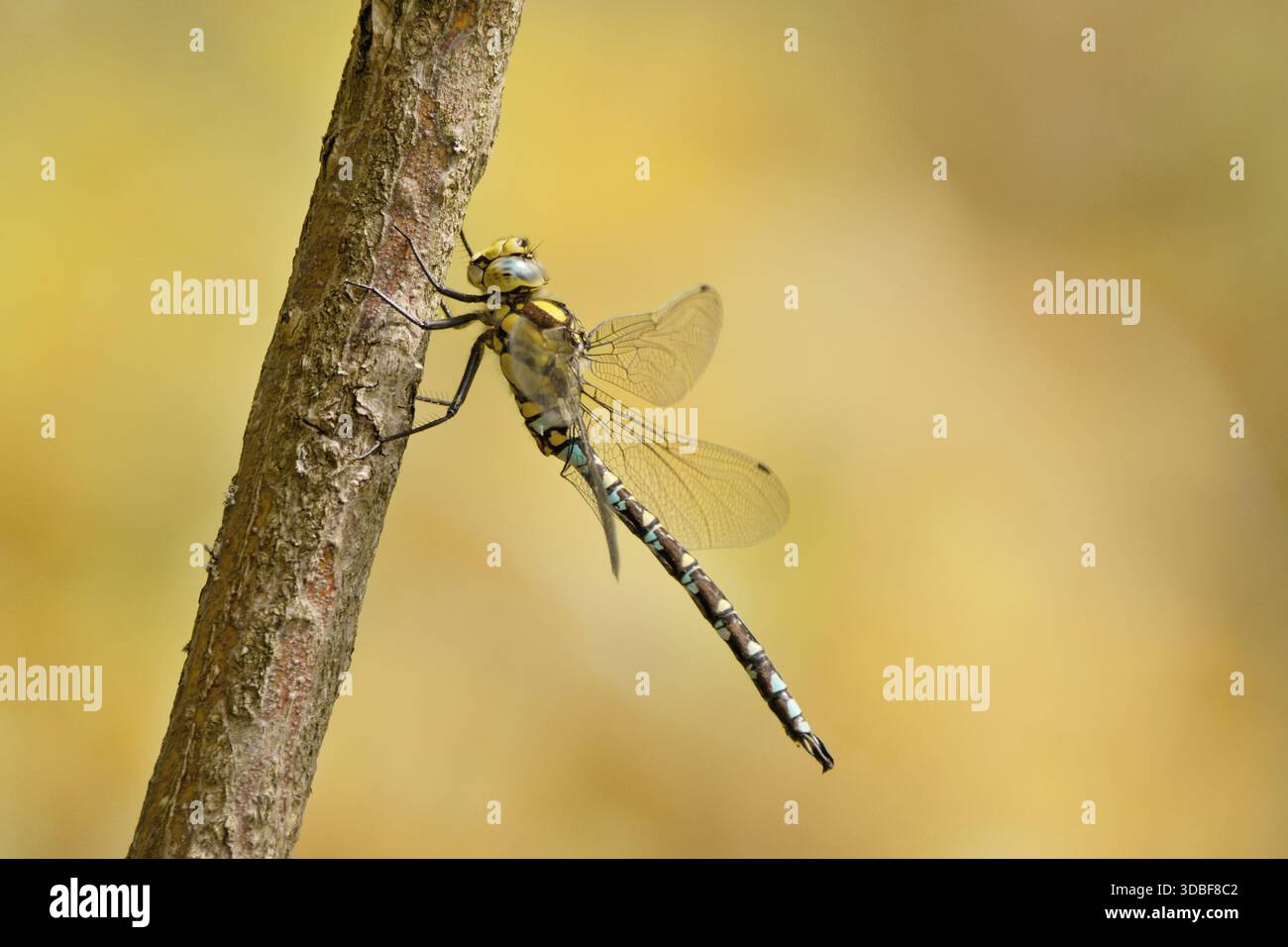 Dragonfly seduto sul ramo asciutto e spazio per le copie Foto Stock