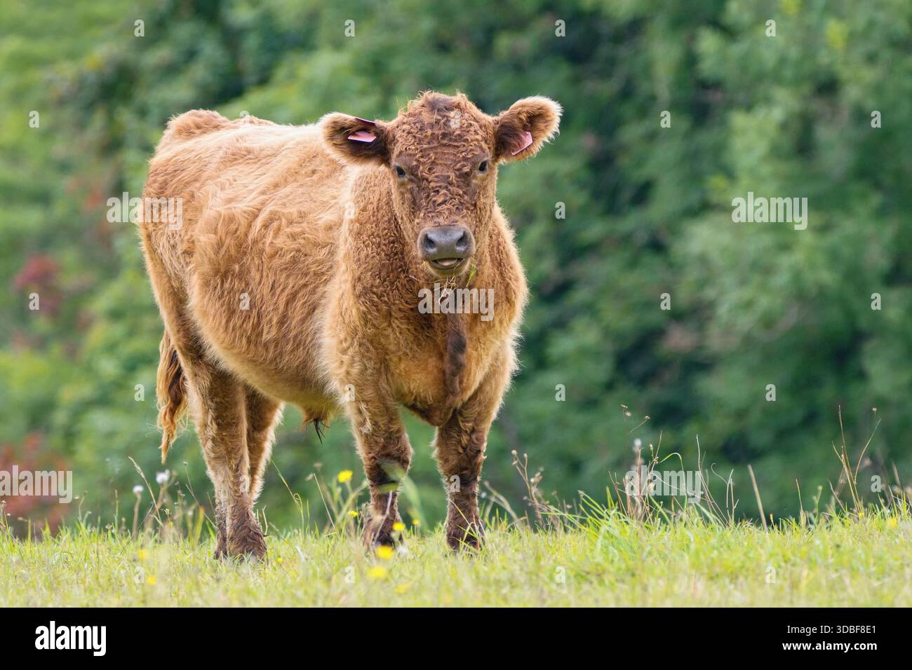 Mucca - il Galloway Cattle una razza scozzese di bovini da carne, che prende il nome dalla regione scozzese di Galloway Foto Stock