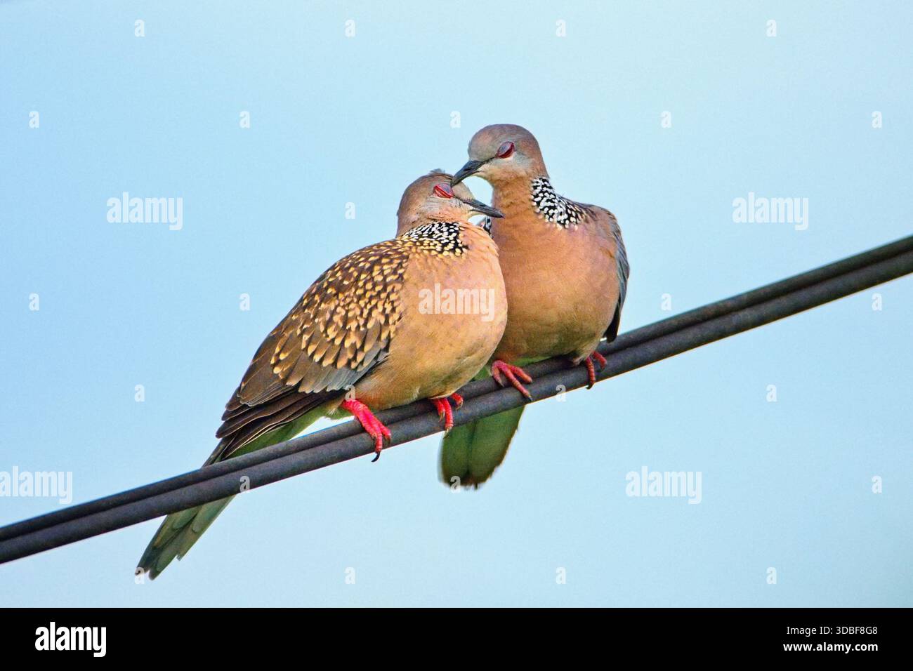 La colomba maculata o colombe maculate orientali (Spilopelia chinensis). Concetto di San Valentino. Foto Stock