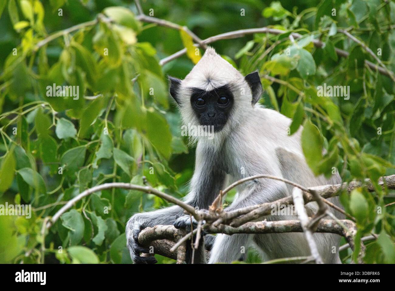 Le pianure settentrionali sono il langur grigio (Semnopithecus entellus), noto anche come il langur sacro, il langur sacro del Bengala e il langur Hanuman, il Parco nazionale di Yala Foto Stock
