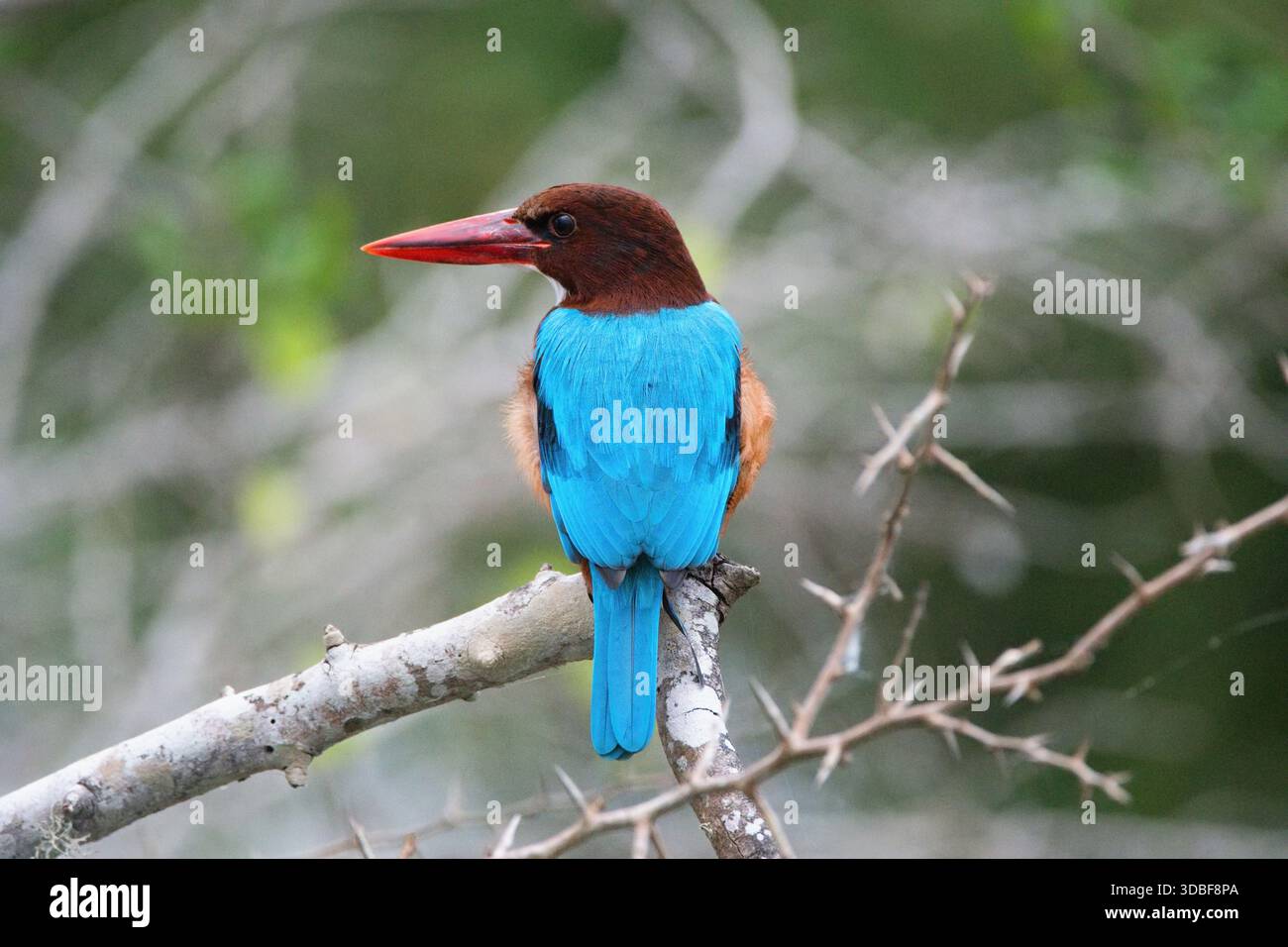 Il kingfisher dalla gola bianca (Halcyon smyrnensis) noto anche come kingfisher dal petto bianco. Parco nazionale di Yala, Sri Lanka Foto Stock