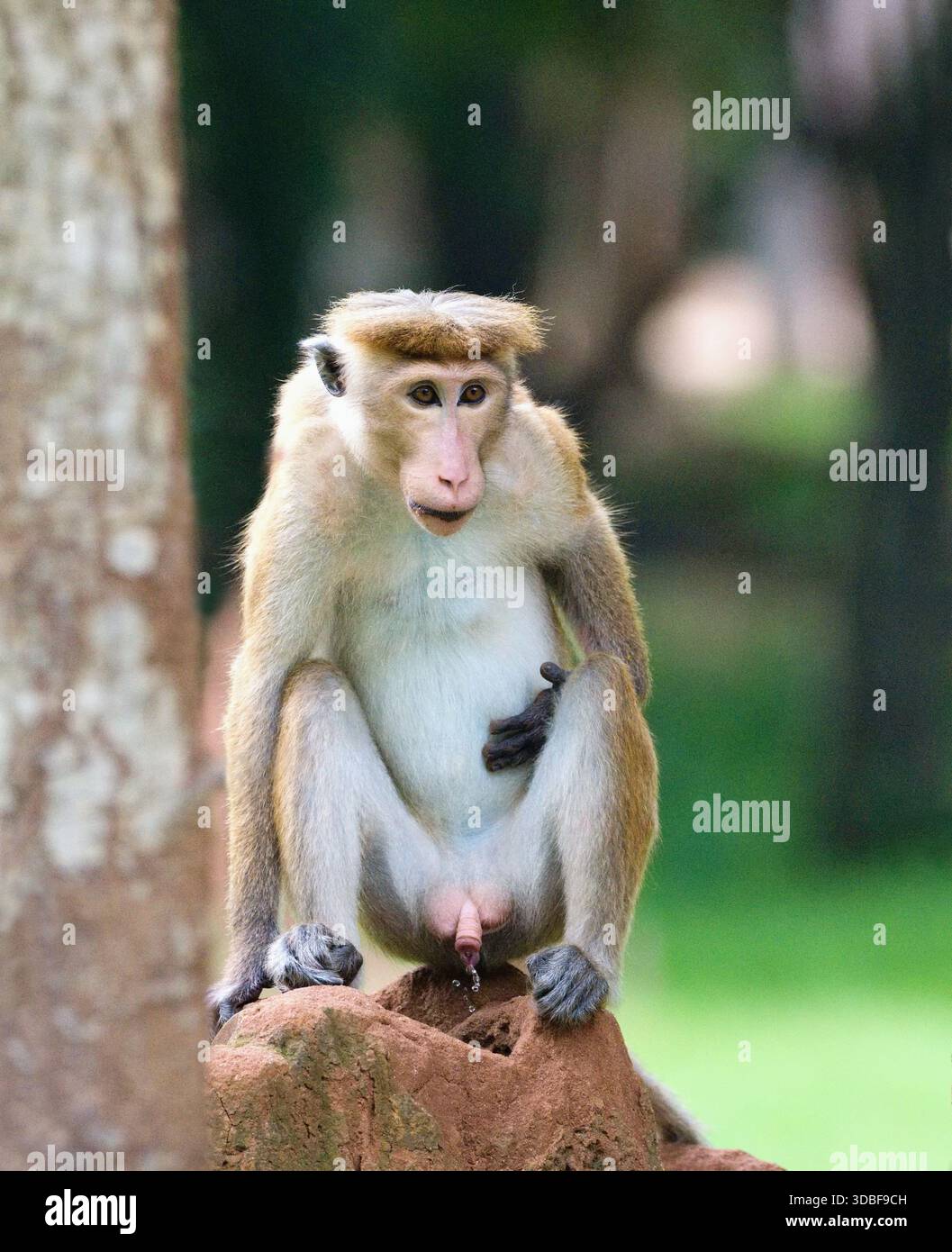 Il toque macaque, Macaca sinica. Parco nazionale di Yala, Sri Lanka Foto Stock