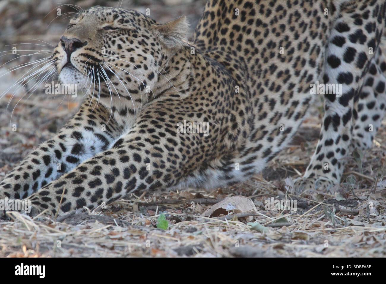 Leopardo che si allunga e strizza gli occhi nella natura selvaggia. Grande gatto maestoso che mostra un comportamento rilassato nella savana africana. Foto Stock