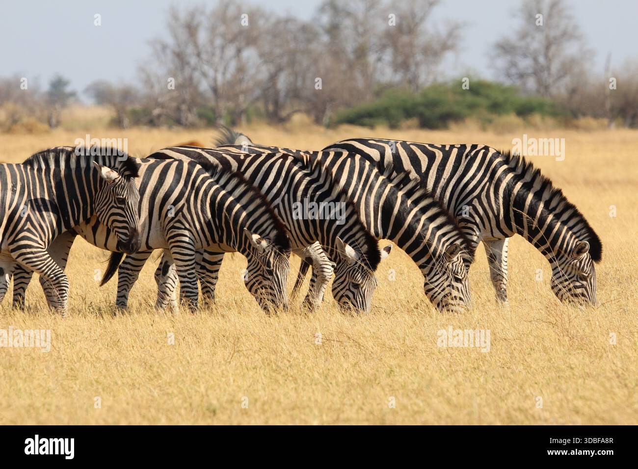 Un gruppo di zebre che pascolano nella savana africana. Splendide fotografie di animali selvatici che mostrano motivi e comportamenti naturali. Foto Stock