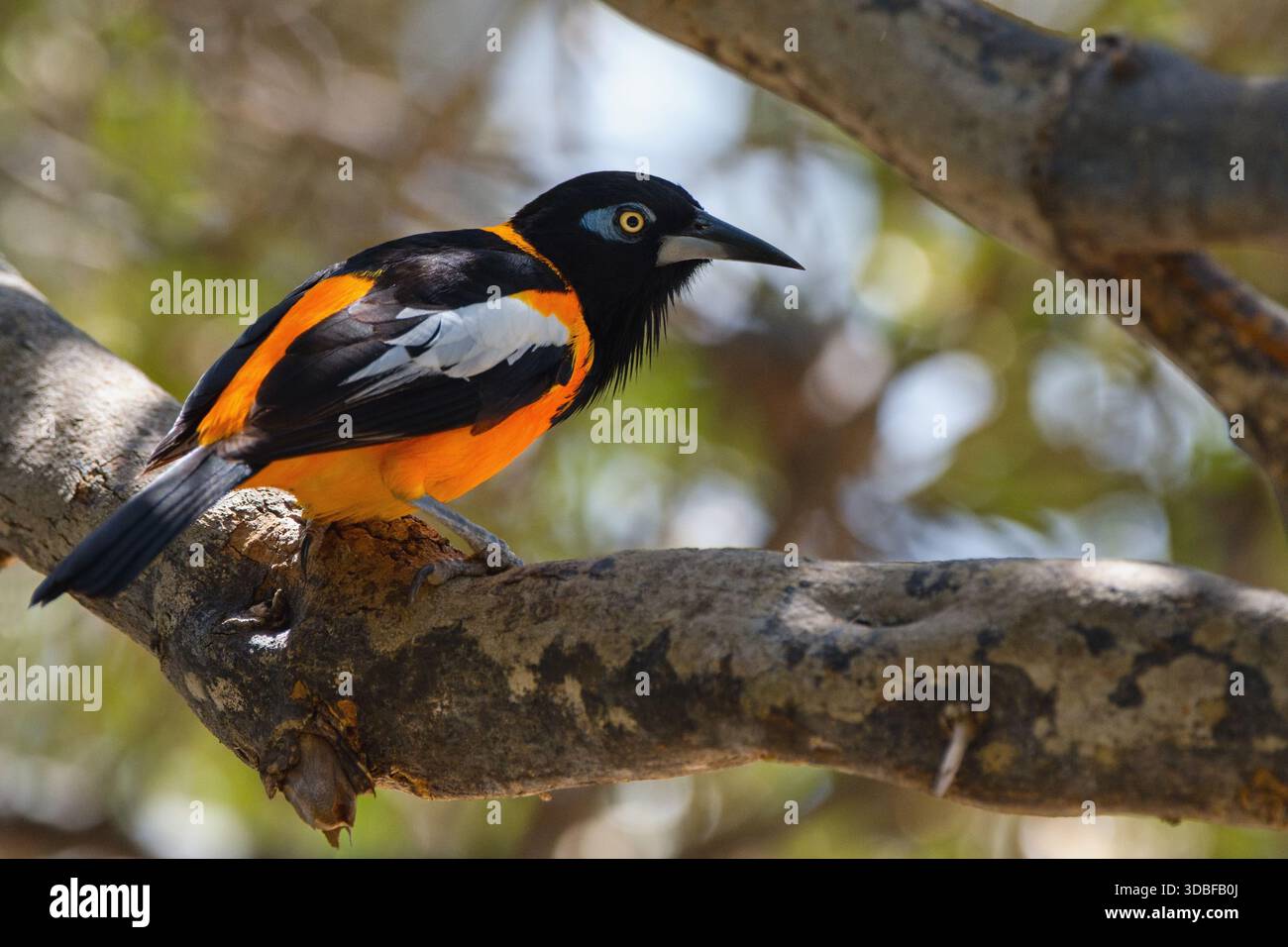 Il troupiale venezuelano (Icterus icterus) è l'uccello nazionale del Venezuela. Foto Stock
