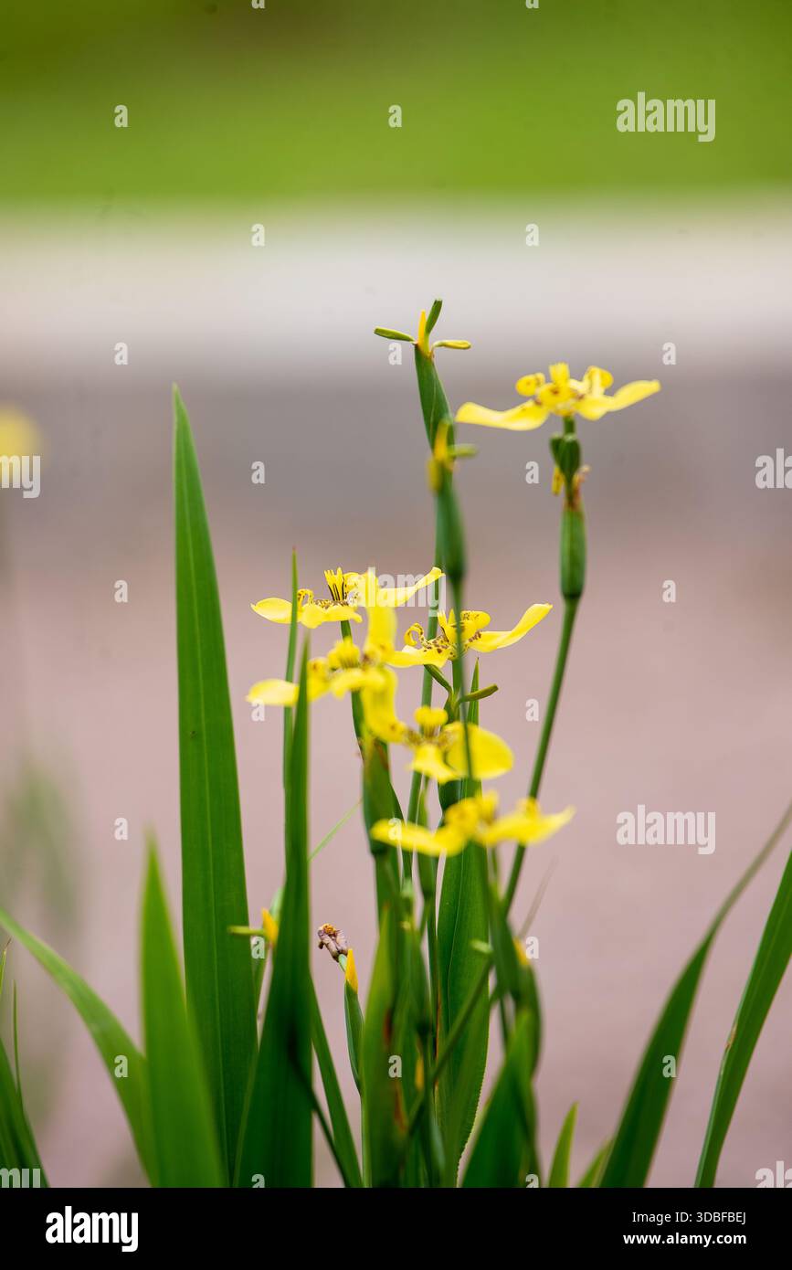 Iris camminata - Trimezia martinicensis Foto Stock