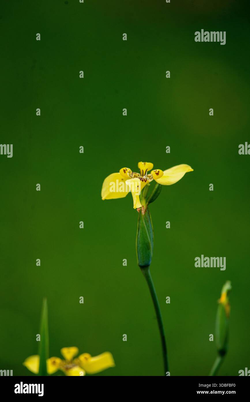 Iris camminata - Trimezia martinicensis Foto Stock