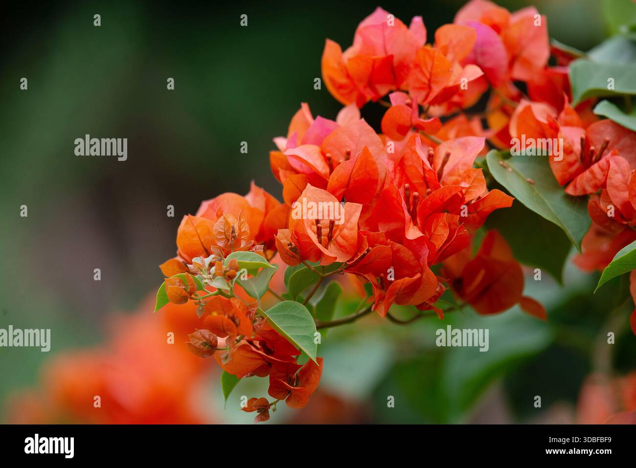 Bouganvillea glabra- Bougainvillea Foto Stock