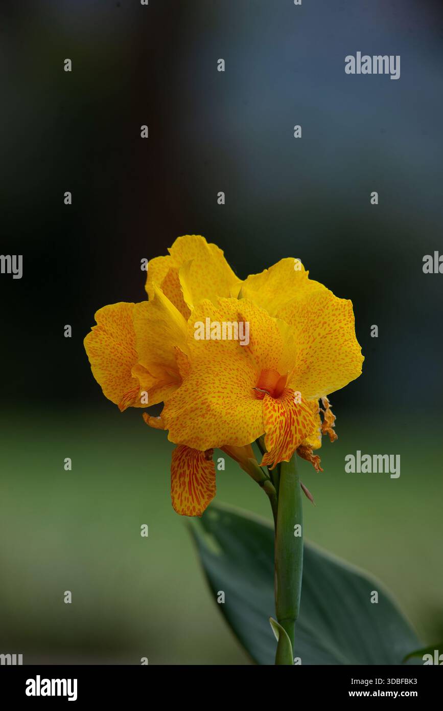 Canna Lily - canna indica Foto Stock