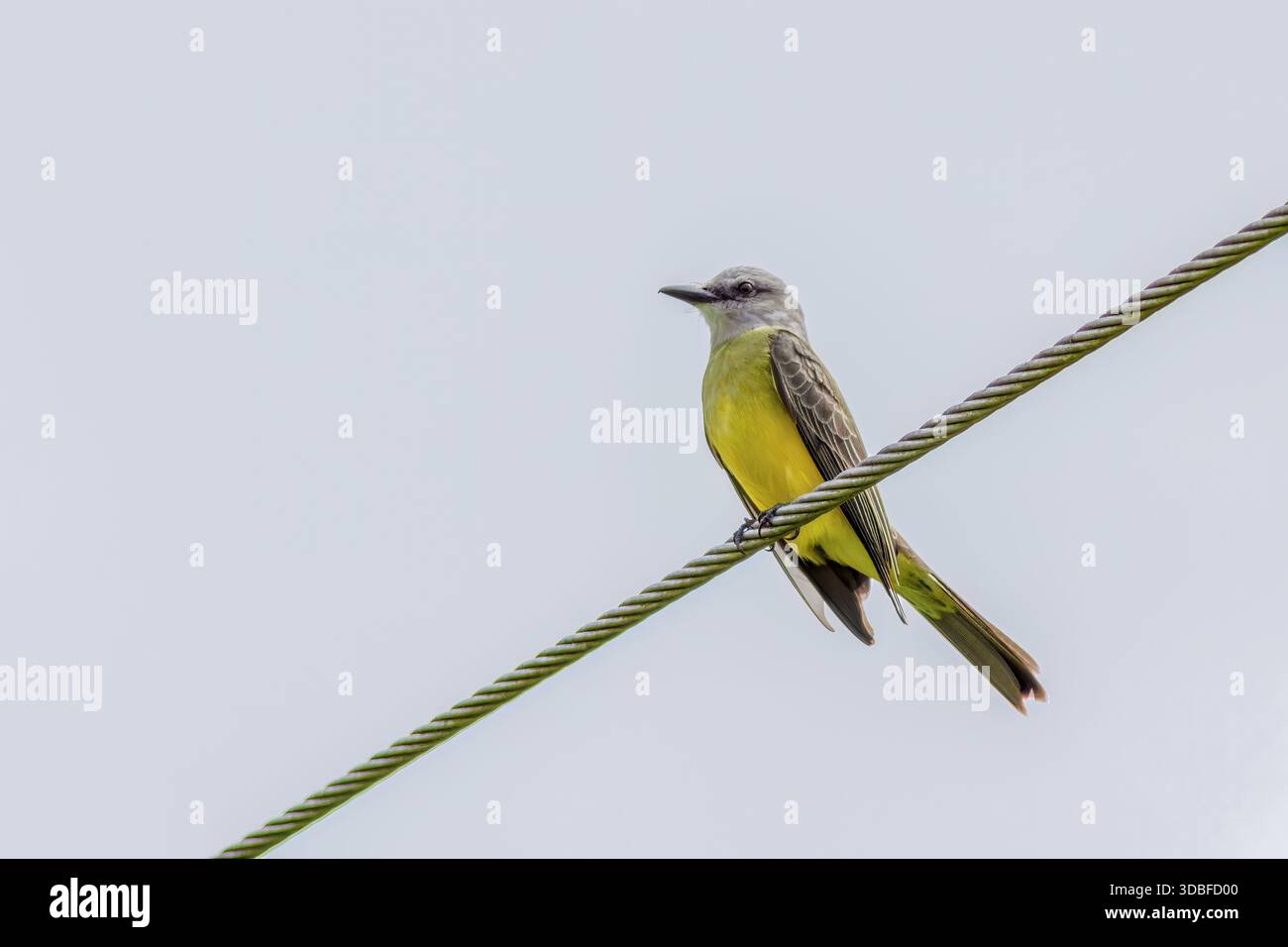 Un kingbird tropicale arroccato su una linea elettrica, in una fattoria nelle montagne andine orientali della Colombia centrale, vicino alla riserva naturale di Iguaque. Foto Stock