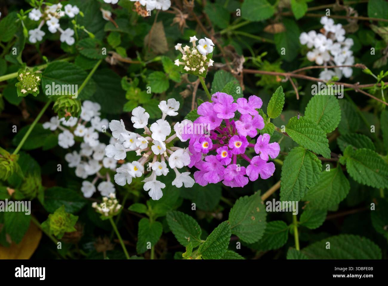 Verbena selvatica - Lantana montevidensis Foto Stock