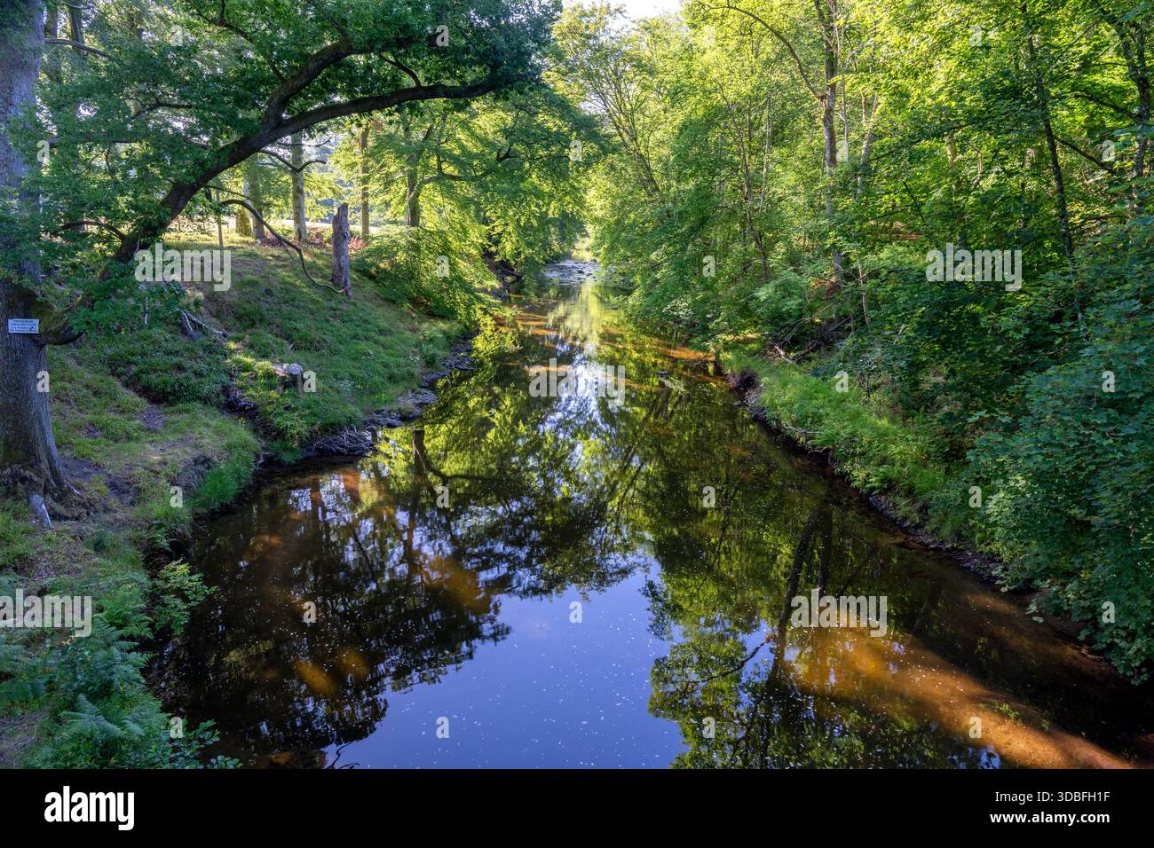 Un sereno ruscello della foresta scivola attraverso una fitta tettoia verde, la sua superficie tranquilla rispecchia gli alberi circostanti e la luce del sole. Ideale per la natura e il paesaggio Foto Stock