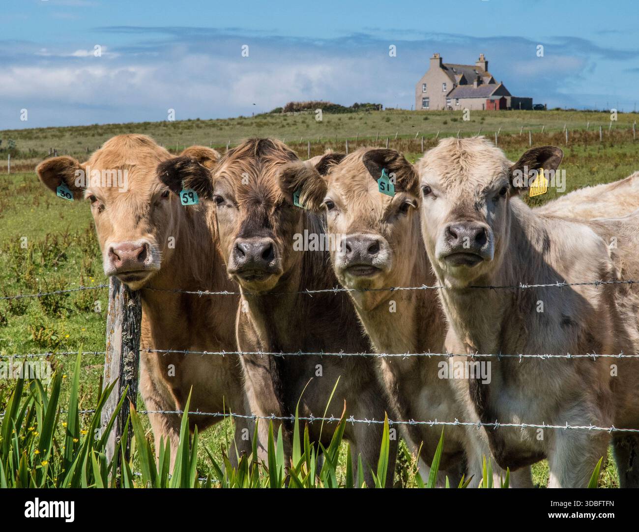Quattro giovani governanti guardano verso la telecamera da una recinzione di filo spinato, con un paesaggio rurale dell'isola delle Orcadi e una casa lontana sullo sfondo. Foto Stock