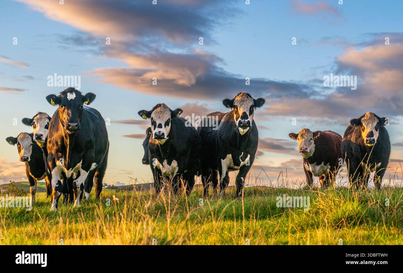 Un cordiale gruppo di mucche si erge in un campo erboso mentre la calda luce del tramonto bagna la scena, trasmettendo la calma della vita rurale e il calore agricolo. Foto Stock