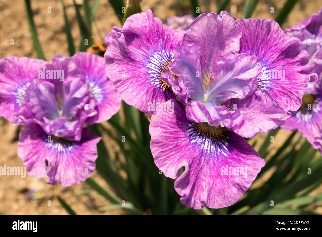 Iris sibirica Siberian 'Strawberry Fair' Iris Flowers Purple Iris 'Strawberry Fair' crocche magenta crimpate, standard rosa lavanda, alone bianco e blu Foto Stock