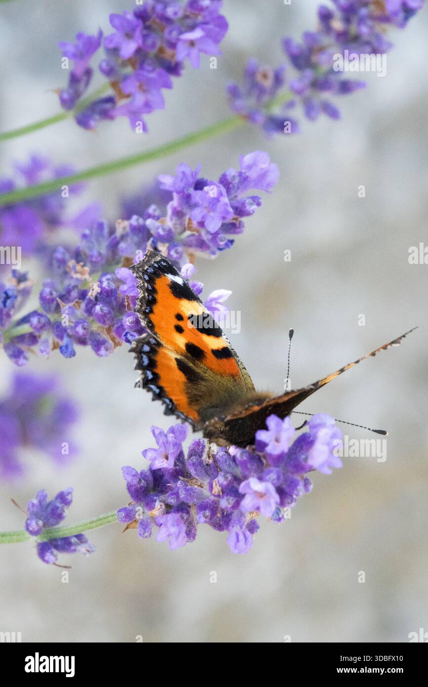 Farfalla sull'insetto in giardino adatto alla lavanda inglese Foto Stock