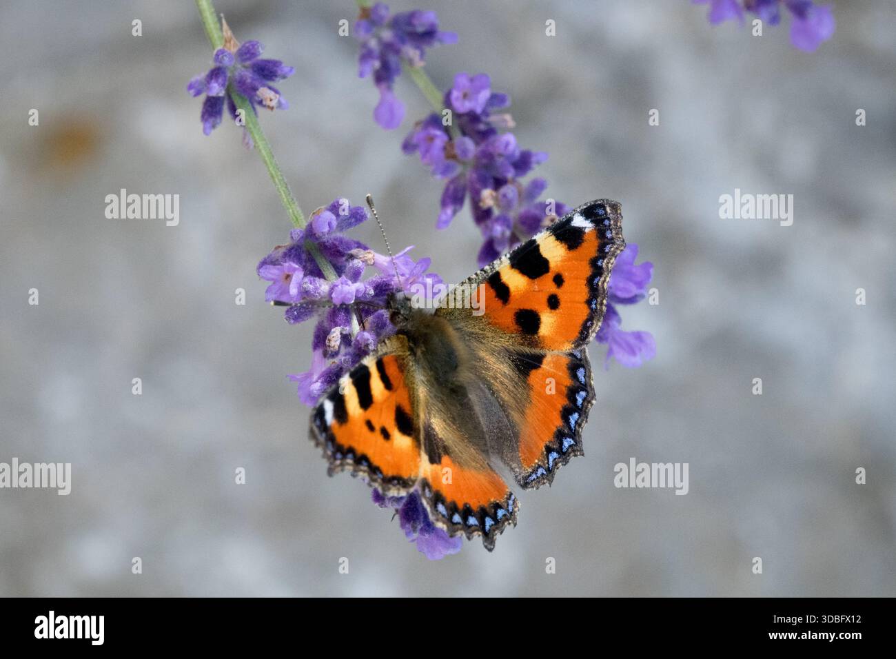 Farfalla sulla lavanda inglese Foto Stock