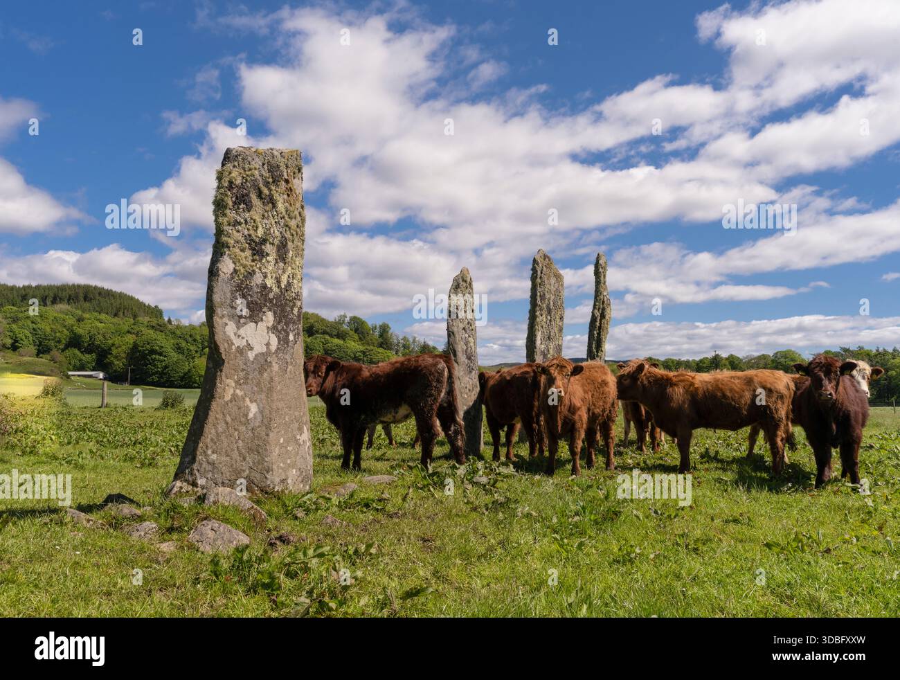 Scenario di campagna aperto con antiche pietre erette in un campo erboso con una mandria di bovini, sotto un cielo azzurro. Paesaggio rustico e storico Foto Stock