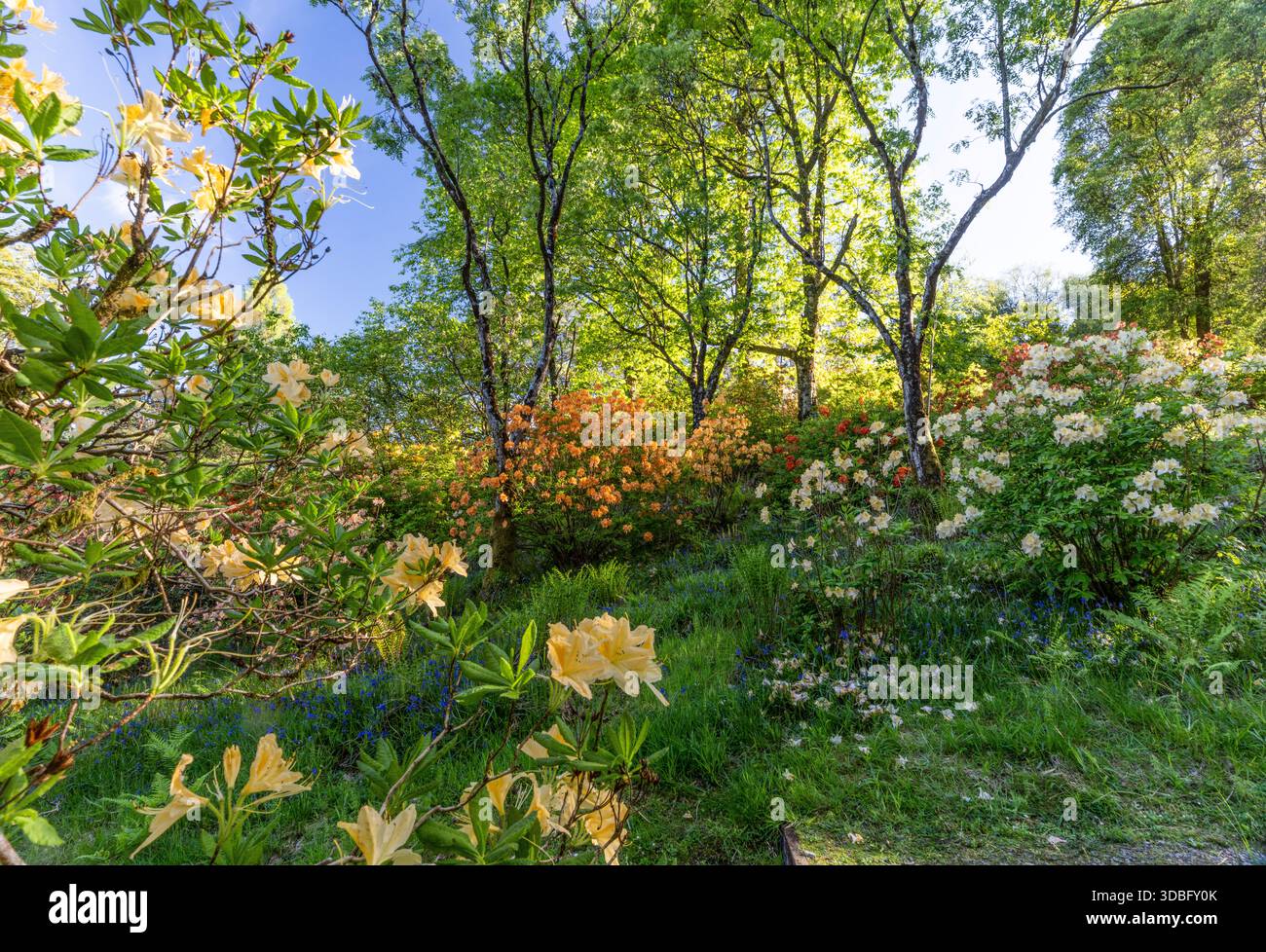 Lussureggiante giardino pieno di fiori gialli e bianchi, vegetazione vibrante e luce soleggiata dappata tra arbusti fioriti e alberi graziosi vicino al lago Foto Stock