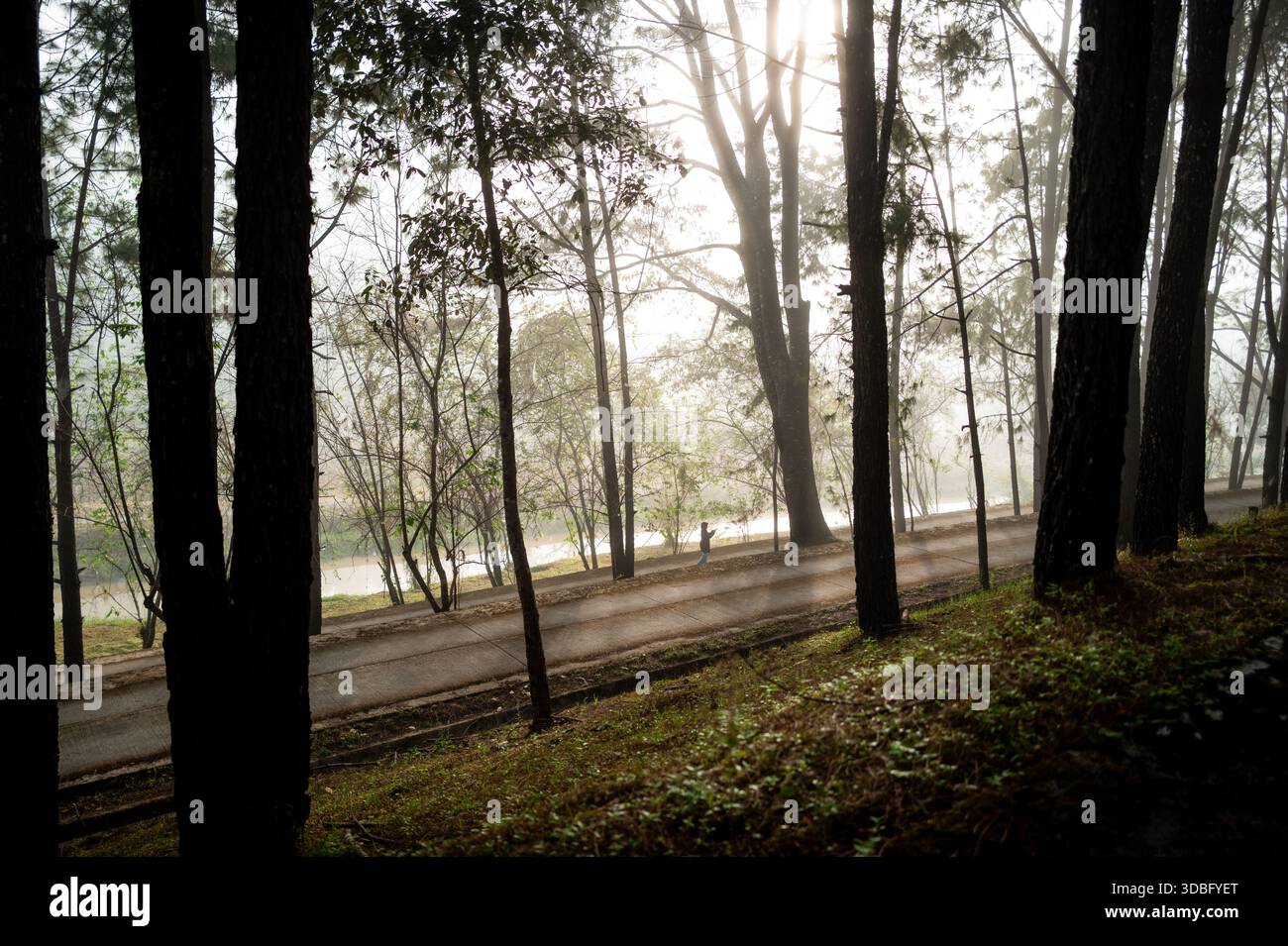 Scena mattutina all'interno della pineta all'interno della zona coltivata del pendio di montagna. Foto Stock