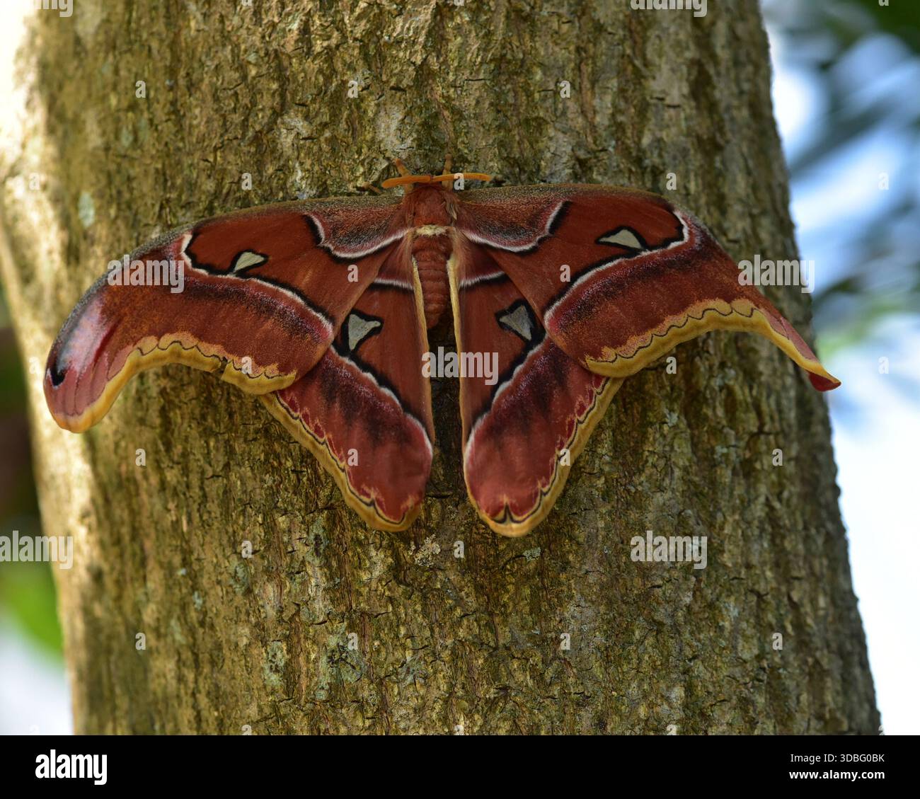 Attacus atlas (falena dell'atlante) è una grande falena saturniide che si trova nelle foreste tropicali e subtropicali del sud-est asiatico, ed è comune in tutto il Malese A. Foto Stock