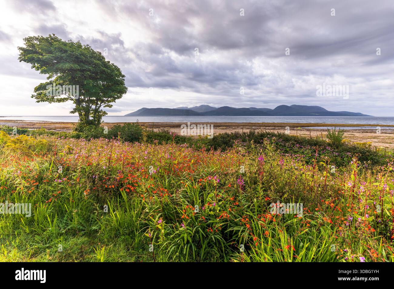 Un vibrante prato di fiori selvatici si estende verso il mare, caratterizzato da un albero solitario sulla riva e colline lontane sotto un cielo drammatico e nuvoloso. Perfetto Foto Stock
