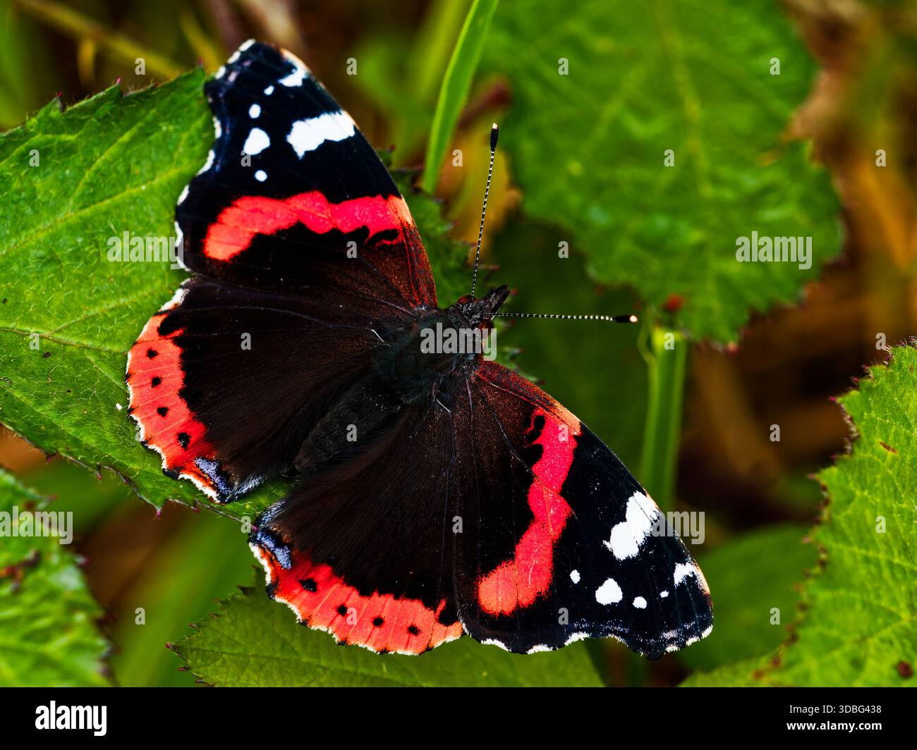 Una vivace farfalla Red Admiral si appoggia delicatamente su una lussureggiante foglia verde. Foto Stock