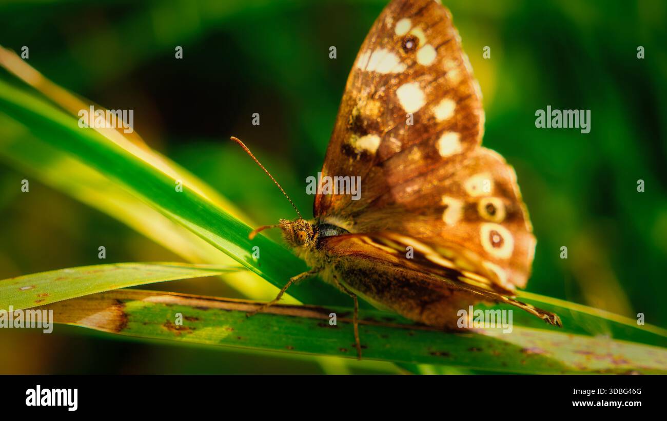 Foto dettagliata di una farfalla che mostra le sue delicate caratteristiche in mezzo alla fitta vegetazione verde. Foto Stock