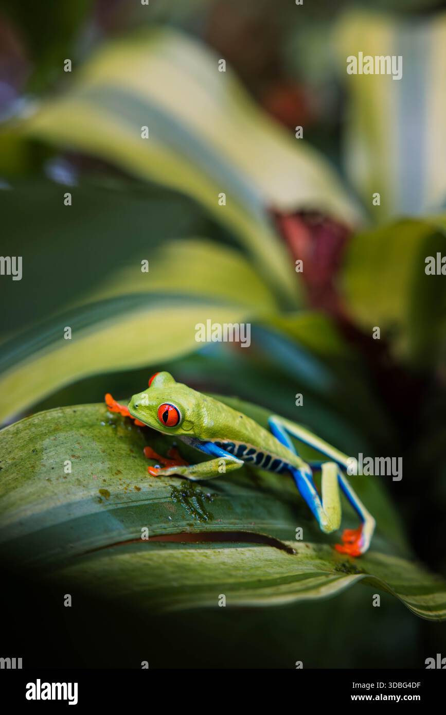 Una rana dagli occhi rossi (Agalychnis callidryas) che poggia su una foglia verde nella foresta pluviale tropicale in Costa Rica, vista ravvicinata con profondità di campo bassa. Foto Stock