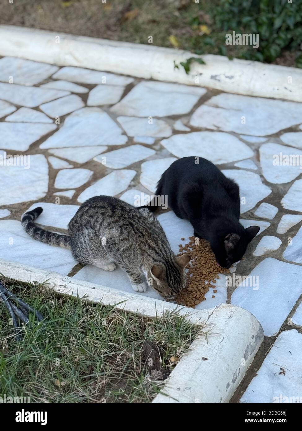Due gatti mangiano kibble su un sentiero di pietra vicino all'erba verde durante un ambiente calmo all'aperto. Foto mobile Foto Stock