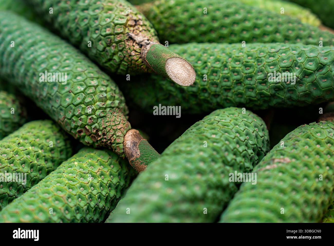 Frutta di Monstera Deliciosa con scaglie esagonali a Madeira, Portogallo Foto Stock