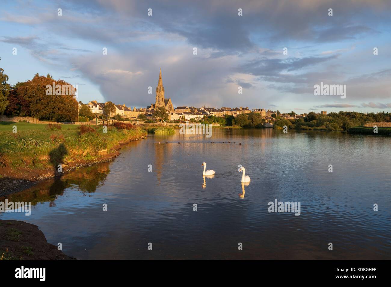 Scena sul lungofiume a Kelso con Tweed, cigni, guglia della chiesa e acqua calma e riflessiva. Foto Stock