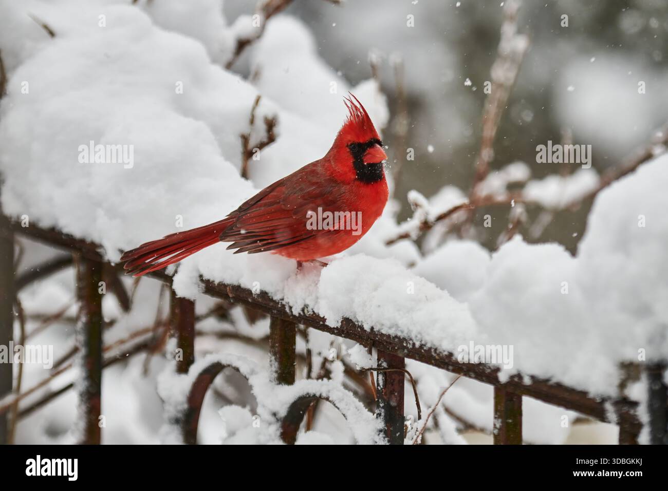 Bel primo piano di un cardinale maschio rosso brillante. Arroccato su un ferro che ratta nella neve. Foto Stock