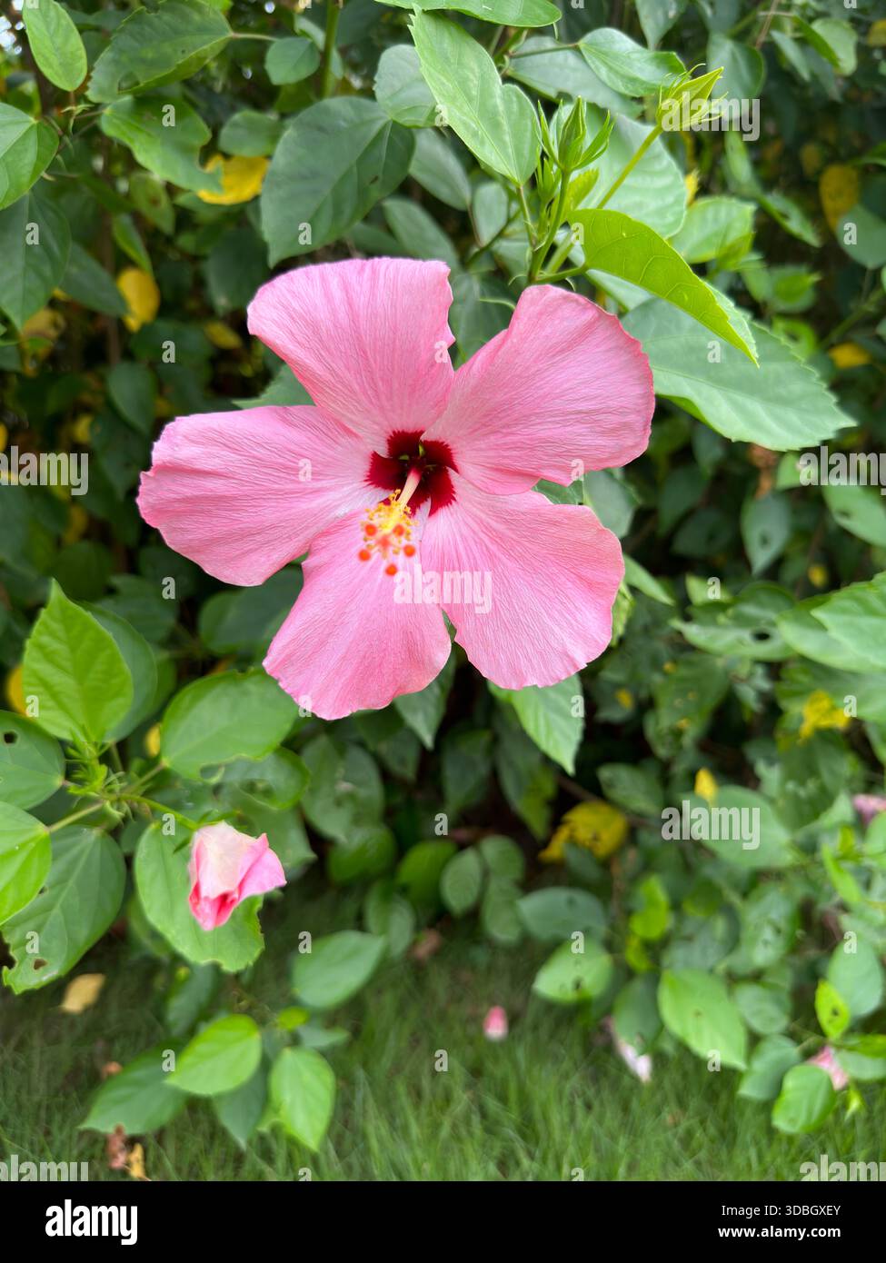 Fiore di ibisco rosa con centro rosso scuro che fiorisce in un lussureggiante fogliame verde Foto Stock