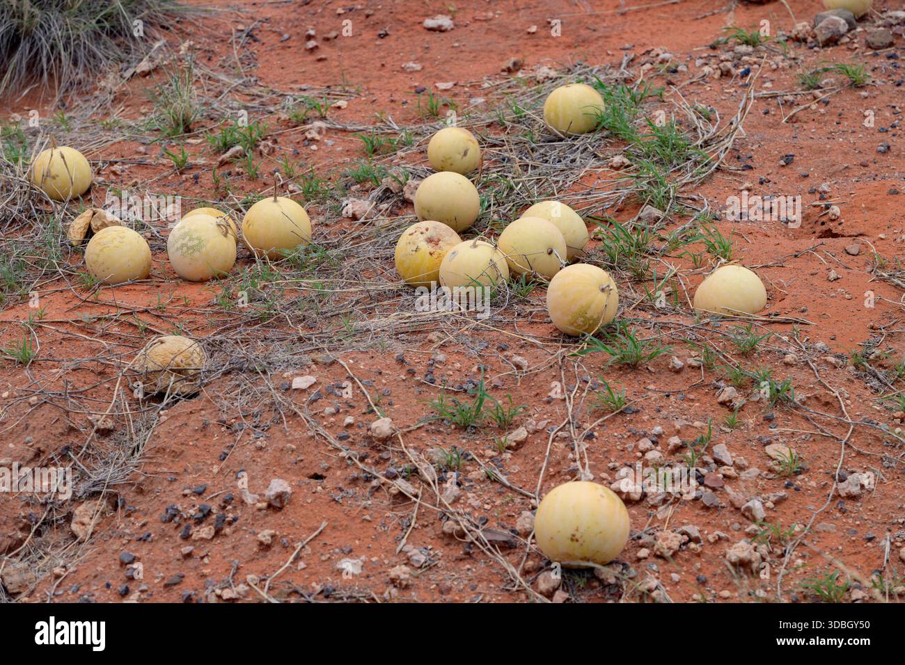 Anguria selvatica del deserto (Citrullus sp., probabilmente C. lanatus) proveniente da Capo settentrionale, Sudafrica. Foto Stock
