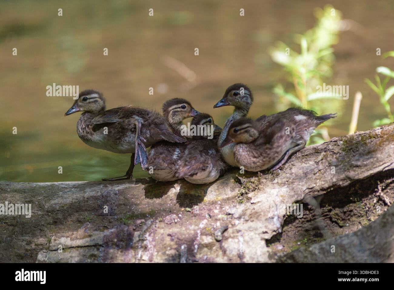 Anatroccoli che riposano insieme su un tronco vicino a un fiume Foto Stock