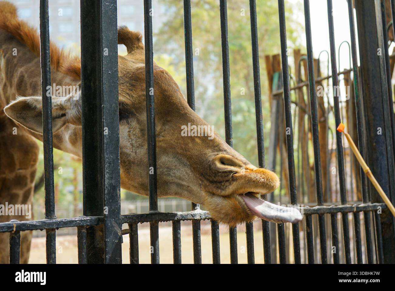 Vista ravvicinata della giraffa (Giraffa camelopardalis) che raggiunge attraverso i bar per mangiare allo zoo di Giza, il Cairo, in Egitto Foto Stock