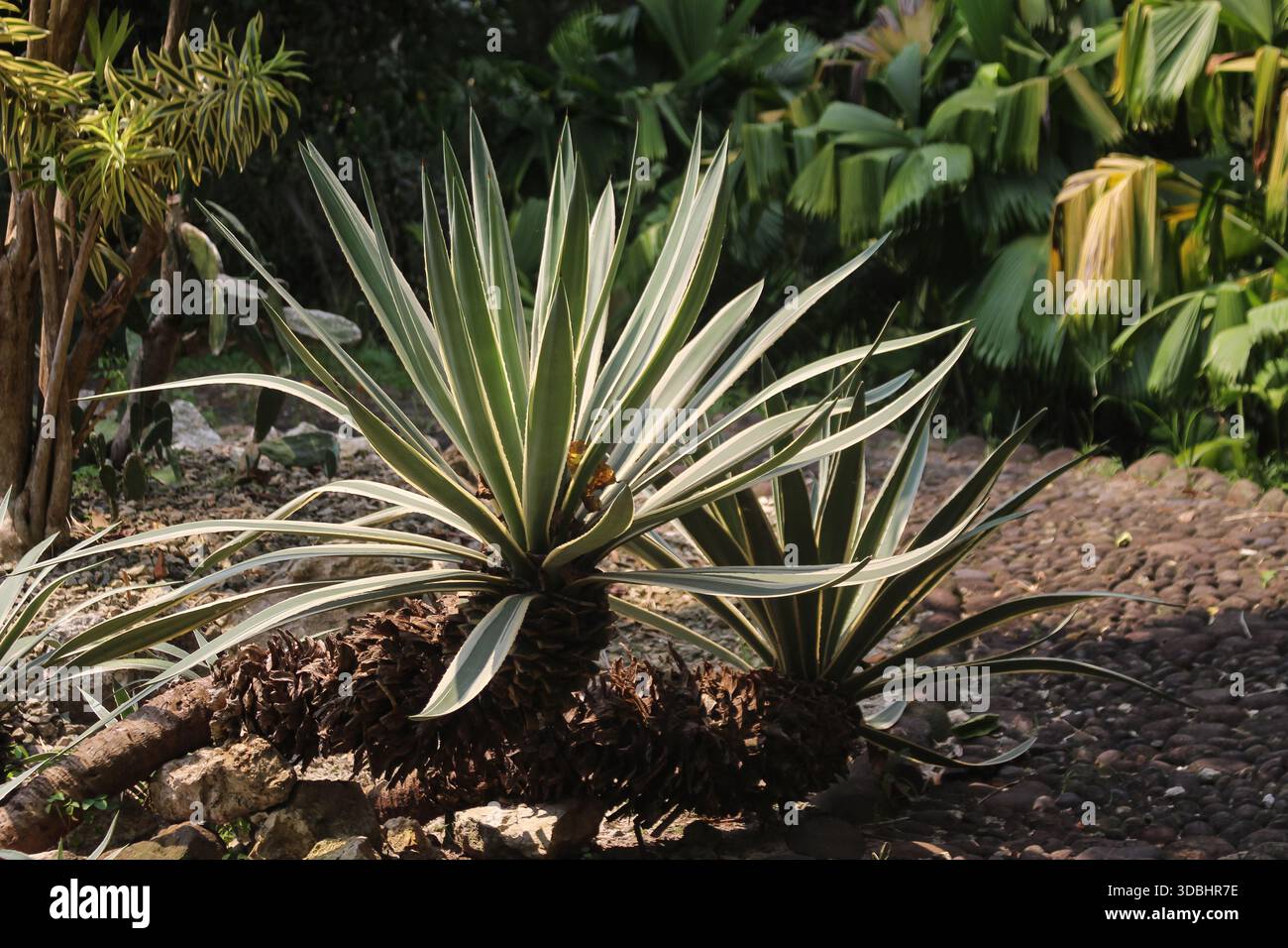 pianta tropicale di agave con foglie verdi spighe che crescono all'aperto in un ambiente naturale. adatto per la documentazione botanica naturale. Foto Stock