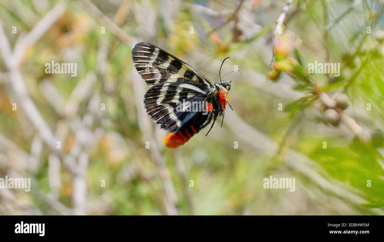 Un Mistletoe Moth (Comocrus behri) con cassone arancione e strisce nere in volo che si libra vicino al parco nazionale Wombat-Lerderderg, Victoria Foto Stock