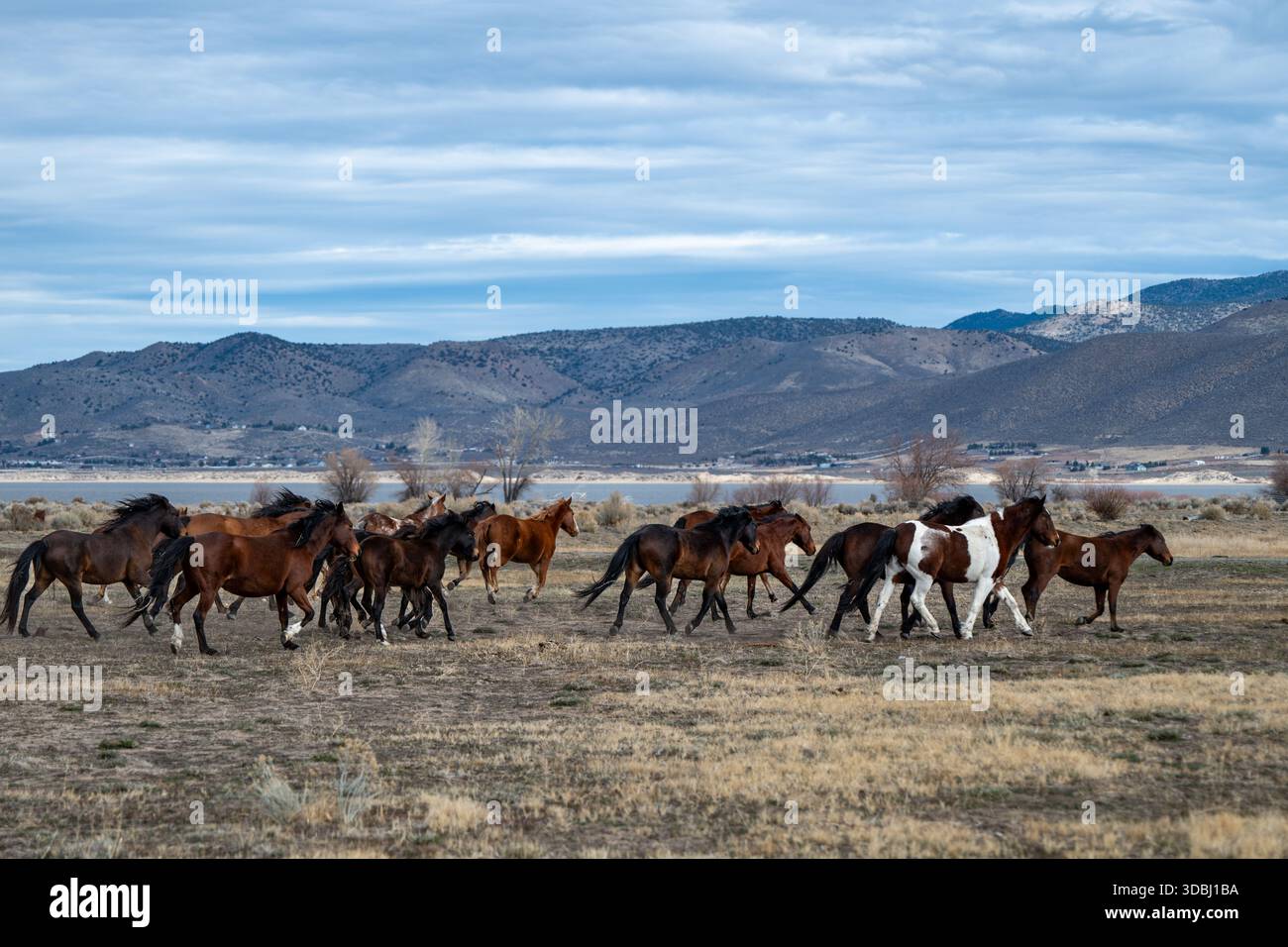 Una mandria di cavalli selvatici di castagno galoppante all'estremità sud-est del lago Washoe in una fredda mattina invernale con montagne sullo sfondo. Foto Stock