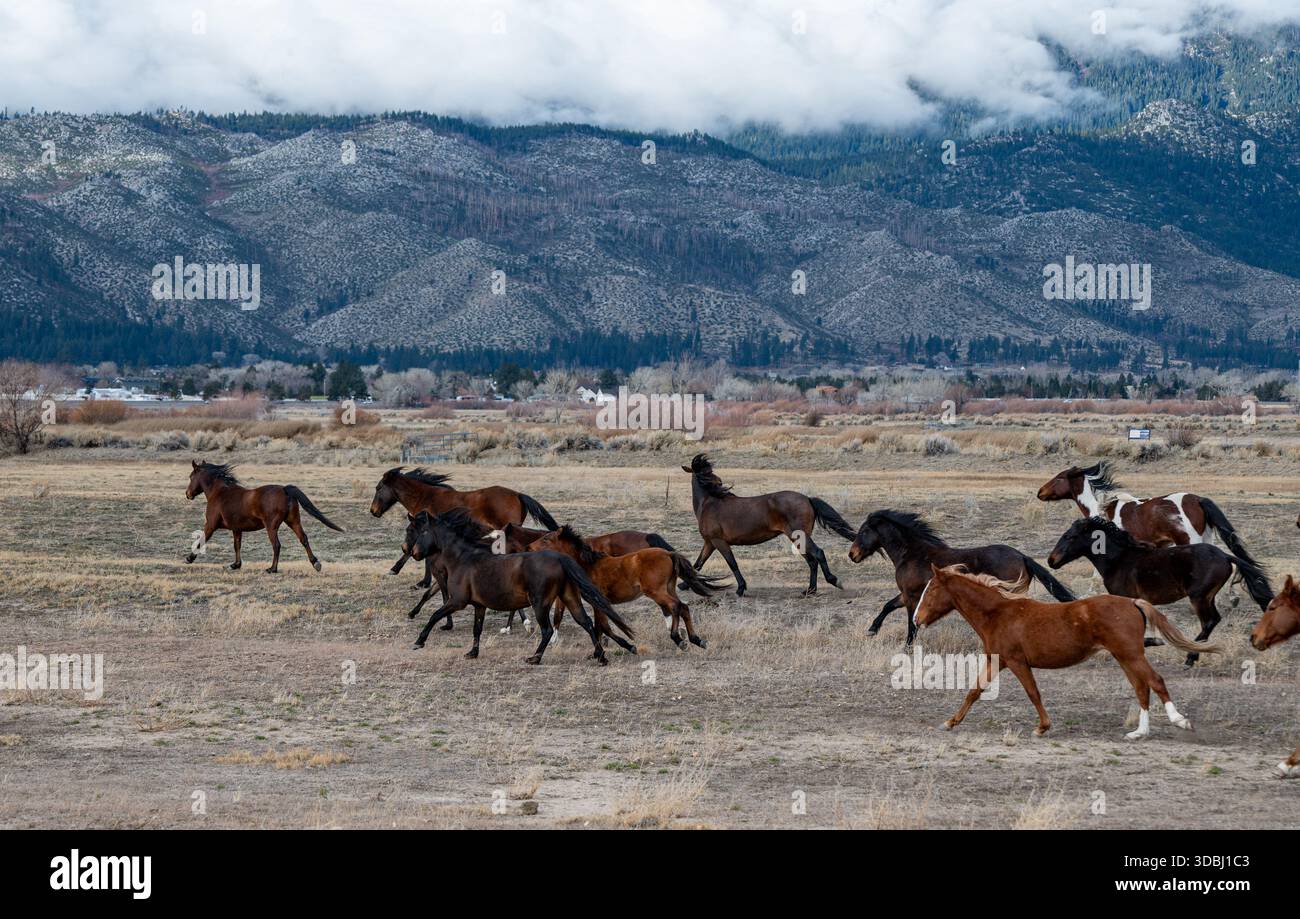 Una mandria di cavalli selvatici di castagno galoppante vicino alla pianura del lago Washoe in una nuvolosa mattina d'inverno con montagne Carson sullo sfondo. Foto Stock