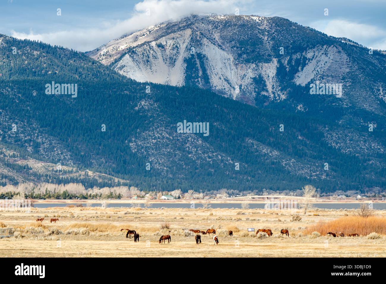 Cavalli selvaggi che pascolano vicino alla riva del lago Washoe con neve fresca sullo Slide Mountain e sulle vette della catena Carson nel Nevada Foto Stock