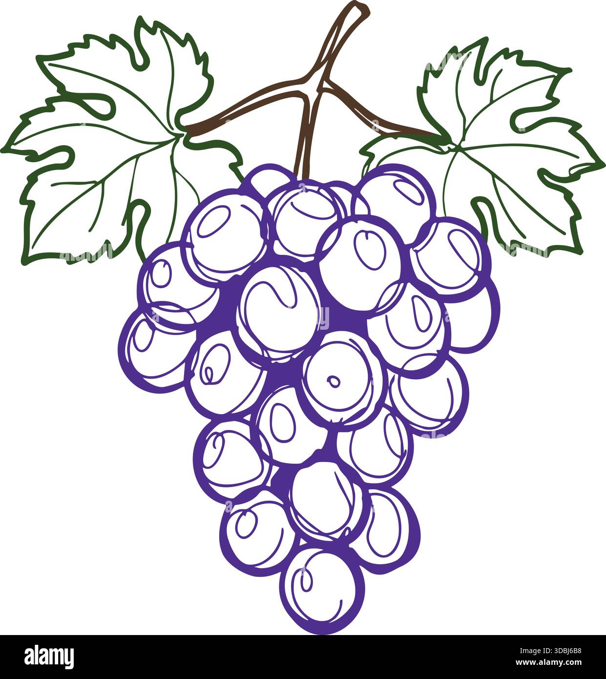 Mazzo dettagliato di uva viola appeso a un fusto con due viti a foglia verde. Illustrazione Vettoriale