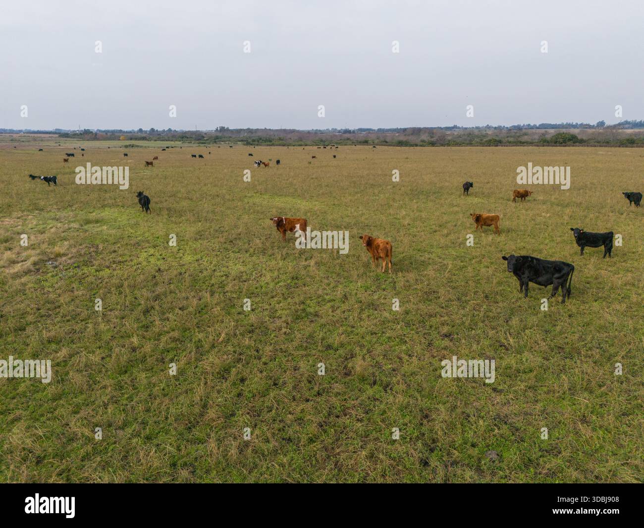 Tiro aereo o visivo di basso livello di una mandria di bovini di razza mista, tra cui vacche nere, marroni e maculate, sparse su un'ampia, verde e scivolata Foto Stock