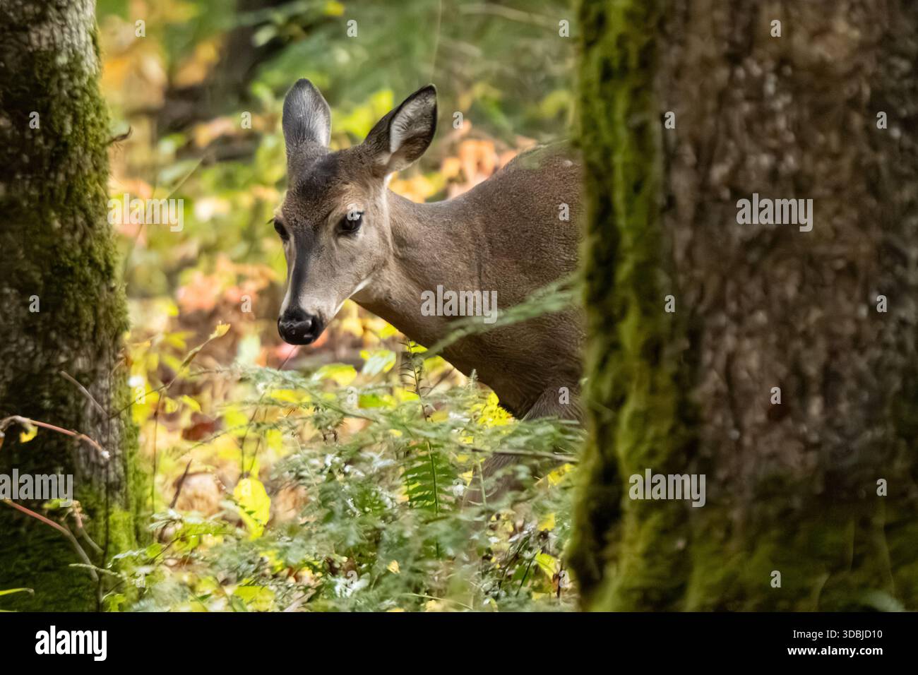 Cervo dalla coda bianca (Odocoileus virginianus) a Cades Cove nel Great Smoky Mountains National Park vicino a Townsend, Tennessee. (USA) Foto Stock