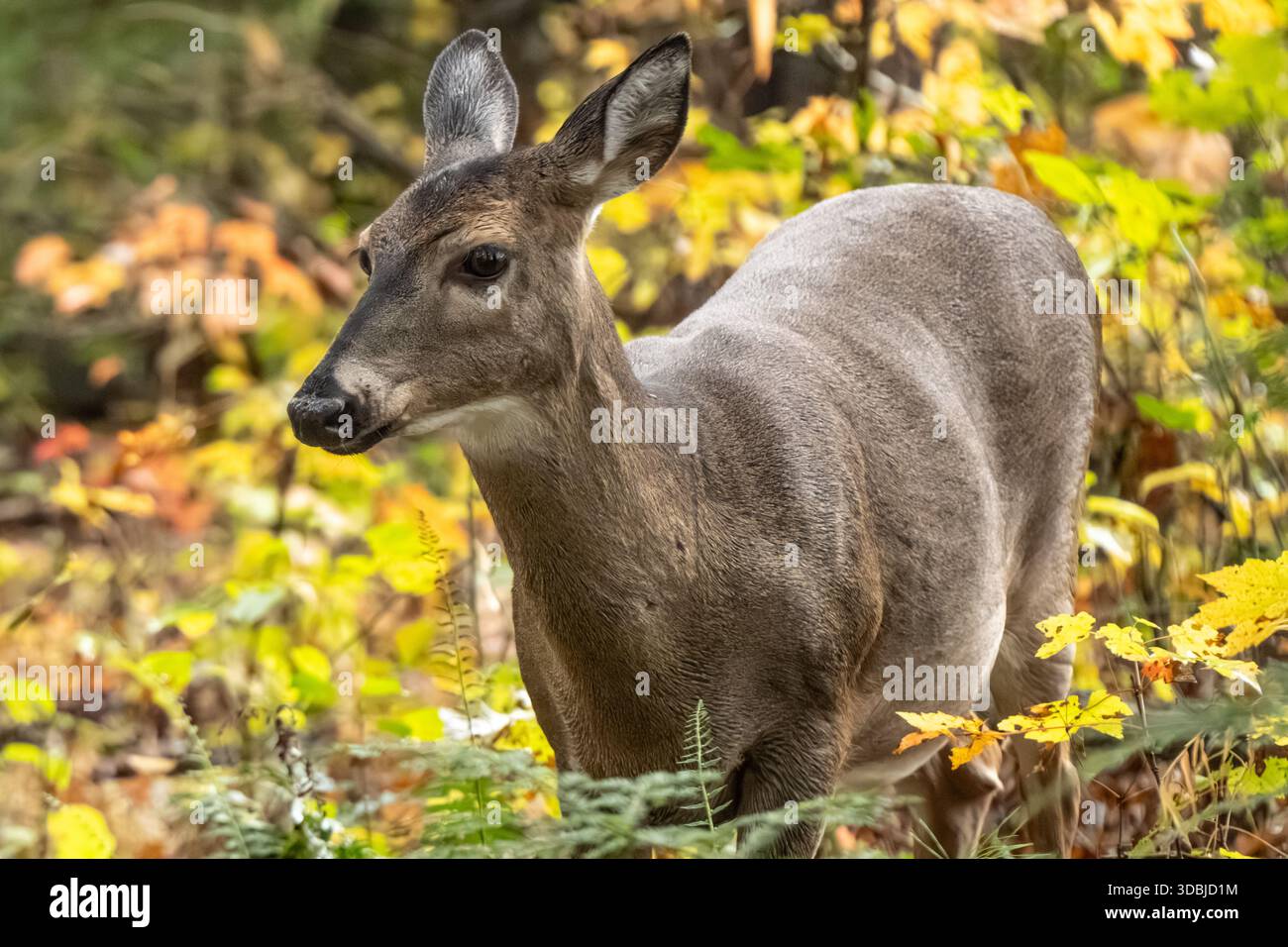 Cervo dalla coda bianca (Odocoileus virginianus) a Cades Cove nel Great Smoky Mountains National Park vicino a Townsend, Tennessee. (USA) Foto Stock